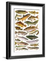 Fresh Water Fishes of the Empire - Australian Region-English School-Framed Giclee Print