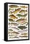 Fresh Water Fishes of the Empire - Australian Region-English School-Framed Stretched Canvas