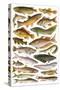 Fresh Water Fishes of the Empire - Australian Region-English School-Stretched Canvas