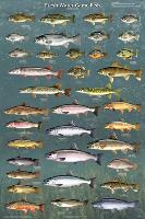 Fresh Water Game Fish-null-Lamina Framed Poster