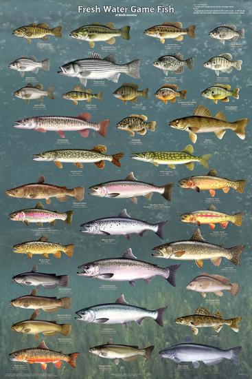 Fresh Water Game Fish-null-Lamina Framed Poster