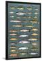 Fresh Water Game Fish-null-Lamina Framed Poster