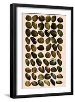 Fresh-Water Mussels-W Wood-Framed Premium Giclee Print