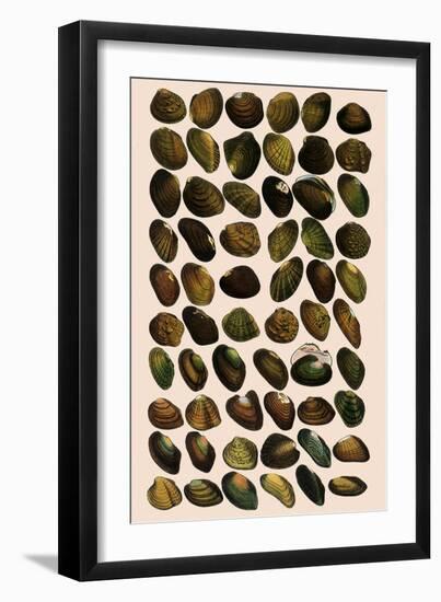 Fresh-Water Mussels-W Wood-Framed Premium Giclee Print