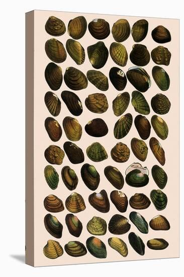 Fresh-Water Mussels-W Wood-Stretched Canvas