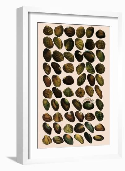 Fresh-Water Mussels-W Wood-Framed Giclee Print