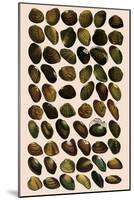 Fresh-Water Mussels-W Wood-Mounted Giclee Print