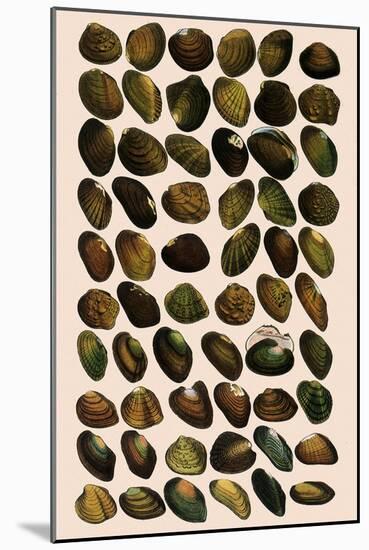 Fresh-Water Mussels-W Wood-Mounted Giclee Print