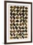 Fresh-Water Mussels-W Wood-Framed Giclee Print