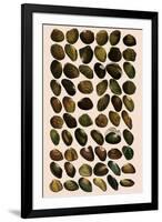 Fresh-Water Mussels-W Wood-Framed Giclee Print