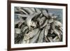 Freshly Caught Fish in the Port of Negombo, Sri Lanka, Asia-John Woodworth-Framed Photographic Print