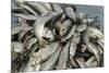 Freshly Caught Fish in the Port of Negombo, Sri Lanka, Asia-John Woodworth-Mounted Photographic Print