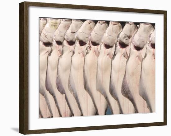 Freshly Caught Halibut, Homer, Alaska, USA-Ellen Clark-Framed Photographic Print