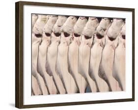 Freshly Caught Halibut, Homer, Alaska, USA-Ellen Clark-Framed Photographic Print