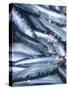 Freshly Caught Sardines (Brittany, France)-Joerg Lehmann-Stretched Canvas