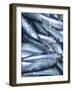 Freshly Caught Sardines (Brittany, France)-Joerg Lehmann-Framed Photographic Print