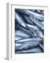 Freshly Caught Sardines (Brittany, France)-Joerg Lehmann-Framed Photographic Print