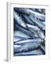 Freshly Caught Sardines (Brittany, France)-Joerg Lehmann-Framed Photographic Print