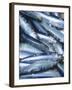 Freshly Caught Sardines (Brittany, France)-Joerg Lehmann-Framed Photographic Print