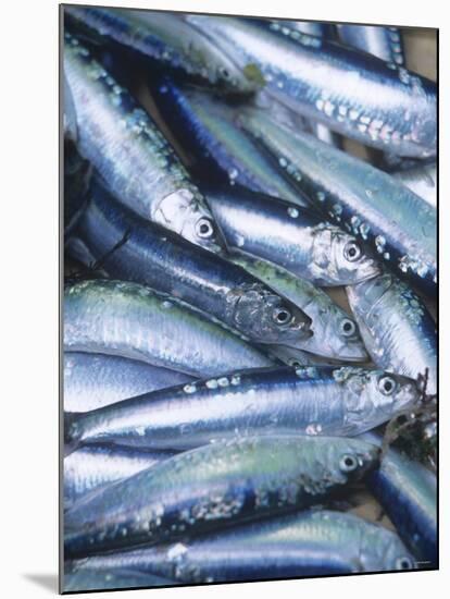 Freshly Caught Sardines (Brittany, France)-Joerg Lehmann-Mounted Photographic Print