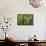 Freshly Cut Bananas, Peru, South America-Peter Groenendijk-Framed Stretched Canvas displayed on a wall