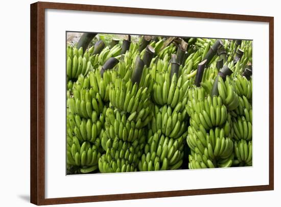 Freshly Cut Bananas, Peru, South America-Peter Groenendijk-Framed Photographic Print