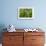 Freshly Cut Bananas, Peru, South America-Peter Groenendijk-Framed Photographic Print displayed on a wall