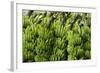 Freshly Cut Bananas, Peru, South America-Peter Groenendijk-Framed Photographic Print