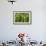 Freshly Cut Bananas, Peru, South America-Peter Groenendijk-Framed Photographic Print displayed on a wall