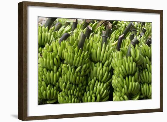 Freshly Cut Bananas, Peru, South America-Peter Groenendijk-Framed Photographic Print