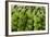 Freshly Cut Bananas, Peru, South America-Peter Groenendijk-Framed Photographic Print