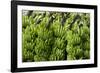 Freshly Cut Bananas, Peru, South America-Peter Groenendijk-Framed Photographic Print