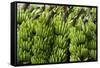 Freshly Cut Bananas, Peru, South America-Peter Groenendijk-Framed Stretched Canvas