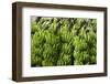 Freshly Cut Bananas, Peru, South America-Peter Groenendijk-Framed Photographic Print