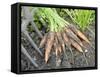 Freshly Dug Home Grown Organic Carrots 'Early Nantes', Norfolk, UK-Gary Smith-Framed Stretched Canvas