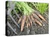 Freshly Dug Home Grown Organic Carrots 'Early Nantes', Norfolk, UK-Gary Smith-Stretched Canvas