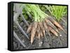 Freshly Dug Home Grown Organic Carrots 'Early Nantes', Norfolk, UK-Gary Smith-Framed Stretched Canvas