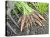 Freshly Dug Home Grown Organic Carrots 'Early Nantes', Norfolk, UK-Gary Smith-Stretched Canvas