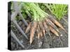 Freshly Dug Home Grown Organic Carrots 'Early Nantes', Norfolk, UK-Gary Smith-Stretched Canvas