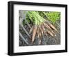 Freshly Dug Home Grown Organic Carrots 'Early Nantes', Norfolk, UK-Gary Smith-Framed Photographic Print