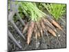 Freshly Dug Home Grown Organic Carrots 'Early Nantes', Norfolk, UK-Gary Smith-Mounted Photographic Print