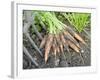 Freshly Dug Home Grown Organic Carrots 'Early Nantes', Norfolk, UK-Gary Smith-Framed Photographic Print