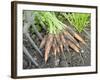 Freshly Dug Home Grown Organic Carrots 'Early Nantes', Norfolk, UK-Gary Smith-Framed Photographic Print