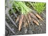 Freshly Dug Home Grown Organic Carrots 'Early Nantes', Norfolk, UK-Gary Smith-Mounted Photographic Print