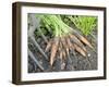 Freshly Dug Home Grown Organic Carrots 'Early Nantes', Norfolk, UK-Gary Smith-Framed Photographic Print