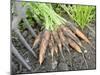 Freshly Dug Home Grown Organic Carrots 'Early Nantes', Norfolk, UK-Gary Smith-Mounted Photographic Print