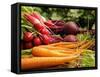 Freshly Harvested Carrots, Beetroot and Radishes from a Summer Garden, Norfolk, July-Gary Smith-Framed Stretched Canvas