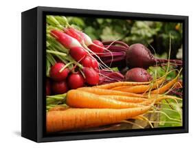 Freshly Harvested Carrots, Beetroot and Radishes from a Summer Garden, Norfolk, July-Gary Smith-Framed Stretched Canvas