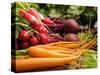 Freshly Harvested Carrots, Beetroot and Radishes from a Summer Garden, Norfolk, July-Gary Smith-Stretched Canvas