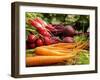 Freshly Harvested Carrots, Beetroot and Radishes from a Summer Garden, Norfolk, July-Gary Smith-Framed Photographic Print